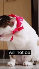 Cat Care Tips: A Comprehensive Guide to Feline Upbringing at Home"