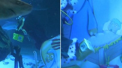 Christmas nativity scene set up in shark pool at Madrid aquarium