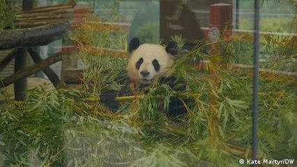 Germany: Panda twins leave for China