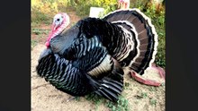 Tutorial - Turkey Identification