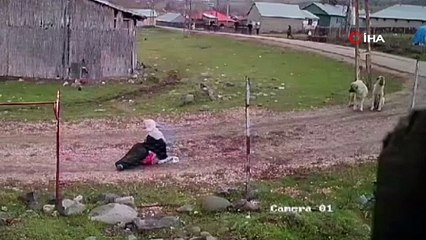 79 yaşındaki teyzeye başıboş köpekler saldırdı!