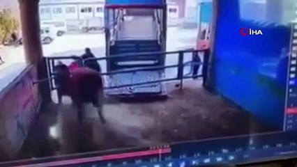 Boğa saldırısı can aldı! Dehşete düşüren anlar kamerada