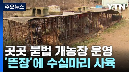 비좁은 철제 '뜬장'에 갇힌 개...불법 도축 사체 가득 / YTN