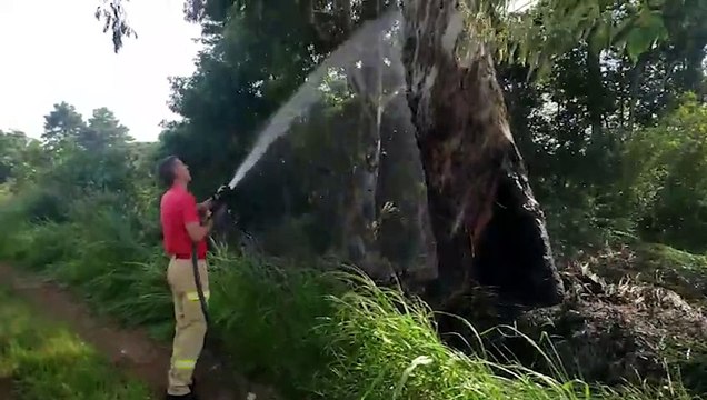 Bombeiros combatem incêndio em vegetação no Turisparque