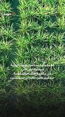 بشرى للمزارعين 1600 جنيه لإردب القمح ...والدولة تشتري بالأسعار العالية