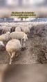 Cão bebé começa o seu primeiro trabalho como pastor de ovelhas