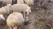 Cão bebé começa o seu primeiro trabalho como pastor de ovelhas