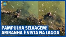 Pampulha Selvagem -  Ariranha é filmada em lagoa de BH