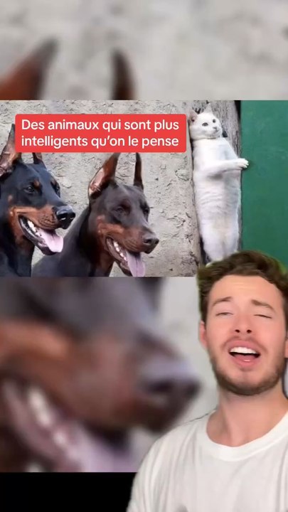 Des animaux qui sont très intelligents