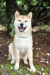 Así pasen 2 mil años, Hachiko seguirá en nuestros corazones