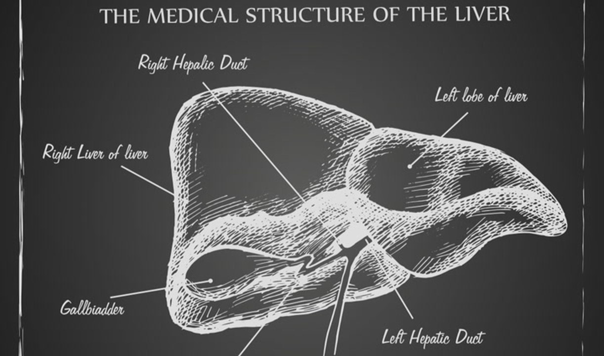 Liver: Function, Failure & Disease