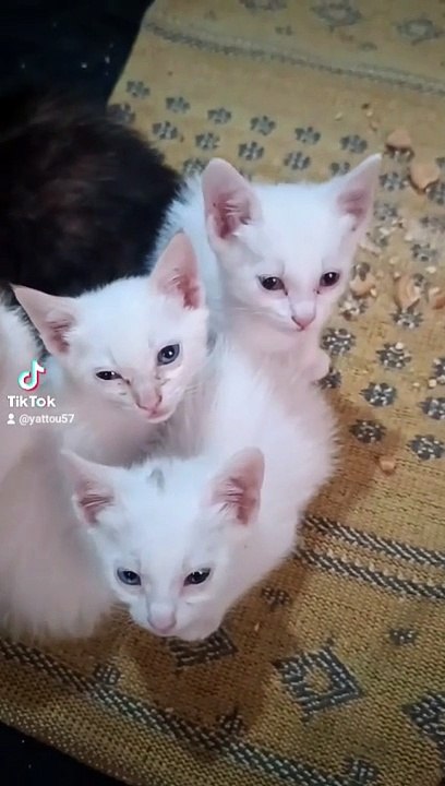 قطط جميله