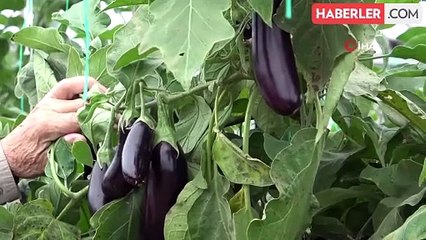 Amasya'da çiftçi patlıcanları kış aylarında da yetiştirerek kazancını artırdı