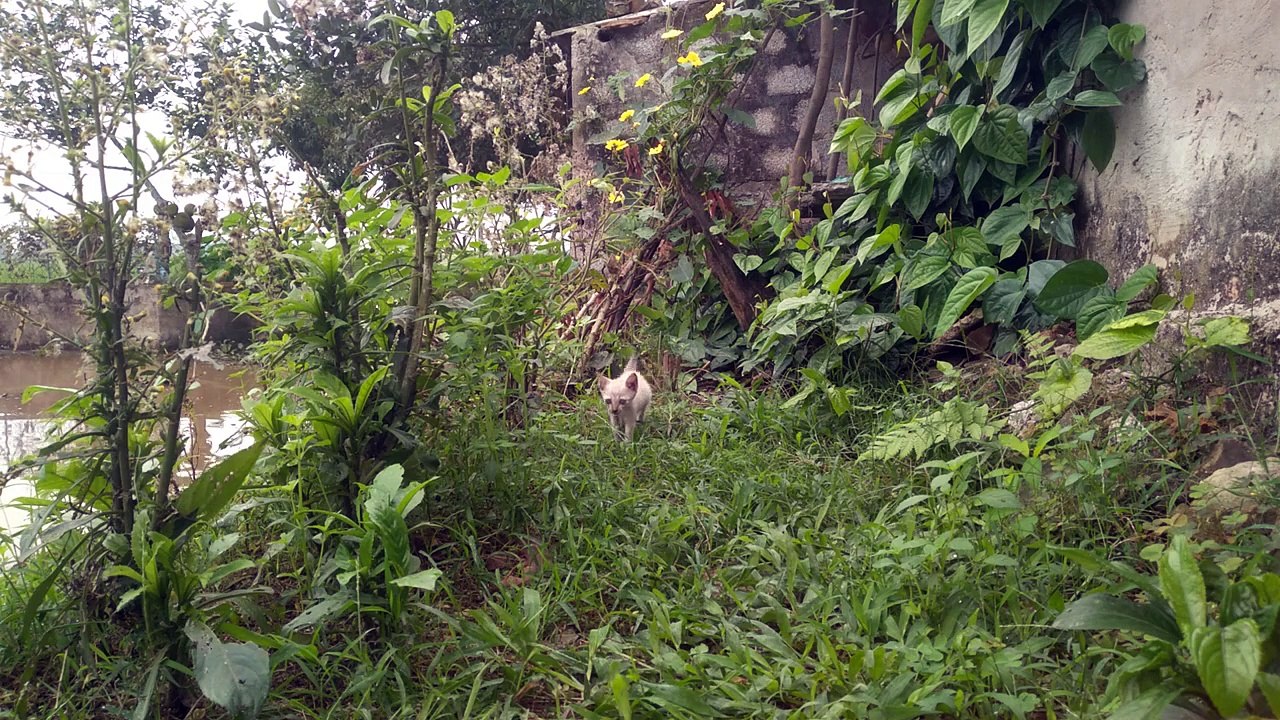 look at the cute kitten very agile