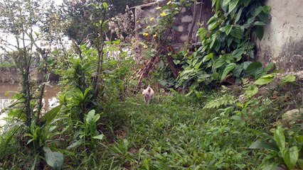 look at the cute kitten very agile