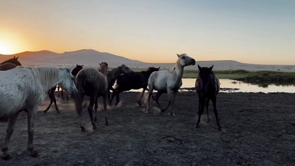 Horses in nature
