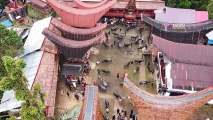 Milyaran rupiah buat upacara adat pemakaman suku Toraja