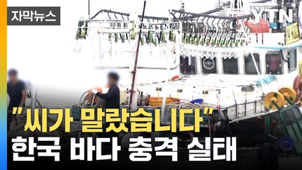 [자막뉴스] "한 마리도 없어요" 좌절...'금징어' 아니라 '없징어' / YTN