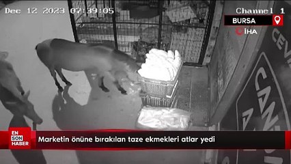 Marketin önüne bırakılan taze ekmekleri atlar yedi