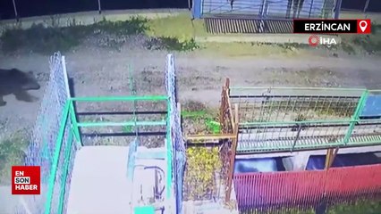 Kar yağmadı yaban hayvanlarının dengesi bozuldu
