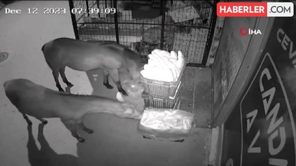 Başıboş atlar marketin önünde taze ekmekleri yedi