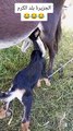 Small goats suckle milk from a donkey صغير الماعز يرضع الحليب من الحماره