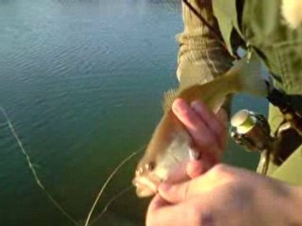 Black Bass