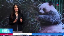 Animales disfrutan de la nieve en China