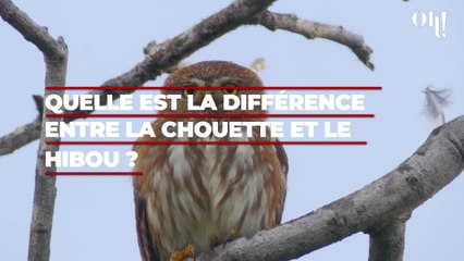 Quelle est la différence entre la chouette et le hibou ?