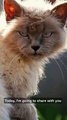 Feline Frenzy The World's Top 10 Cat Breeds!