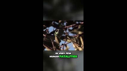 Meet the Boom Slang: The Deadly Tree Snake That Defies Convention