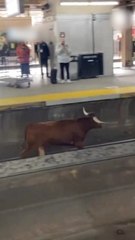 뉴욕행 기차역에 갑자기 황소 등장! 45분 만에 포획 성공 🐂