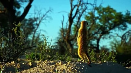 Hewan ini memberi peringatan bahaya pada kawan-kawannya