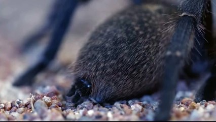 Laba-laba besar bertemu laba laba pasir