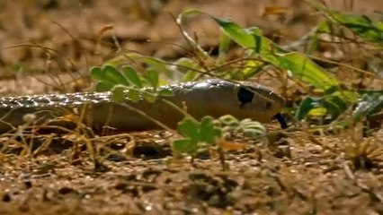 Pertarungan antara musang dan ular kobra