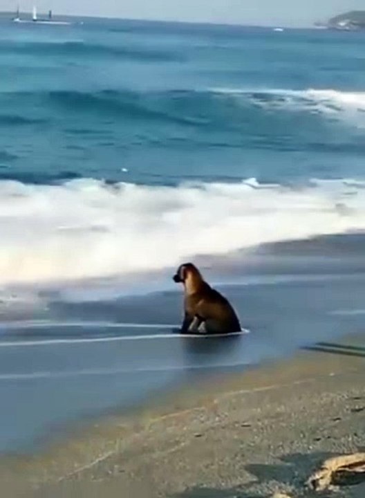 I don't know what happened to this dog but I can feel his pain