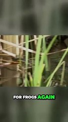 Unleashing the Power and Perseverance of the Western Tiger: A Fascinating Snake's Journey