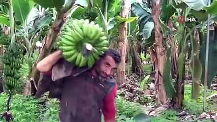 Türkiye'nin muz üretim merkezinde hasat başladı