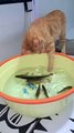 Cat Playing With Fishes | Cat Funny Reactions | Cat Funny Moments | Animals Funny Moments | Cute Pet