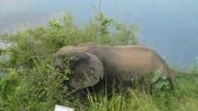 Elefant