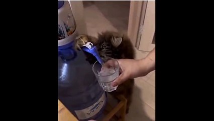 Un chat très serviable, toujours prêt à aider