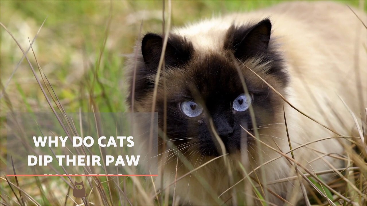 Why Does My CAT Drink Water With Their PAW? 