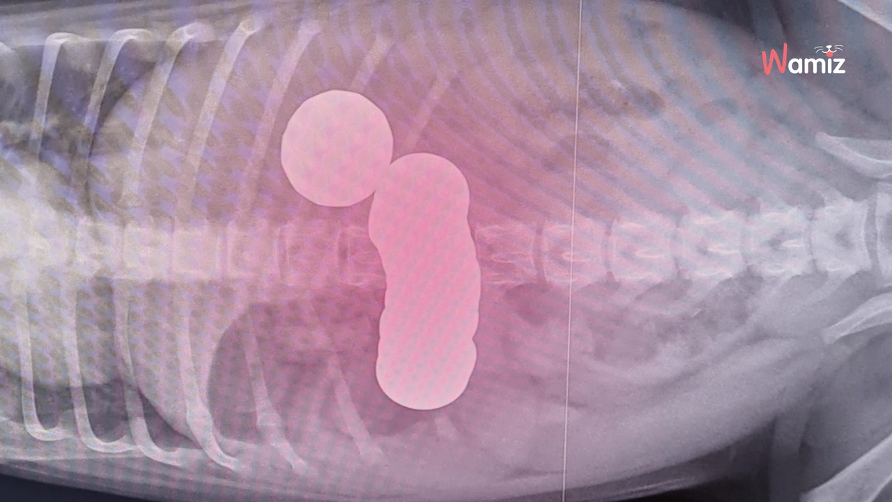 Elle s’inquiète pour son chiot et l’emmène chez le vétérinaire : ce que montre la radio est du jamais vu !