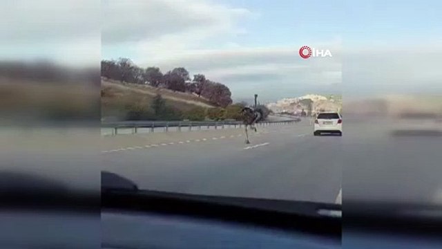 Çiftlikten kaçan deve kuşunun trafikte koştuğu anlar kamerada