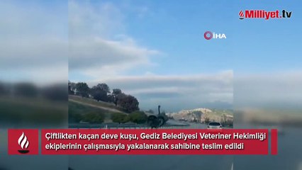 Kara yolunda deve kuşu paniği