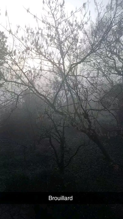 brouillard