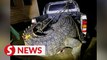Monster croc killed in Lahad Datu