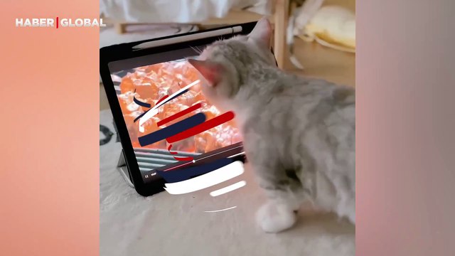 Diyette olan kedi ekrandaki yiyecekleri görünce verdiği tepkiler ile güldürdü