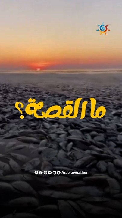 ظاهرة غريبة... نفوق ملايين الأسماك على شواطئ اليابان