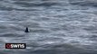 Just when you thought it was safe....! 'Large' shark captured on video off UK coast